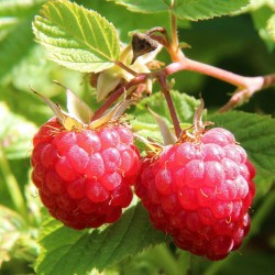 FRAMBOISIER FRUIT ROUGE