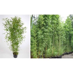 PHYLLOSTACHYS