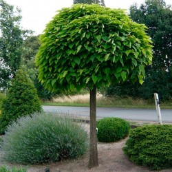 CATALPA AUREA BUNGEI (boule)