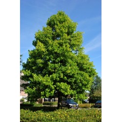 LIRIODENDRON TULIPIFERA