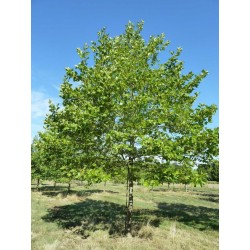 PLATANUS ACERIFOLIA