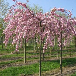 PRUNUS KITU SHIDARE SAKURA