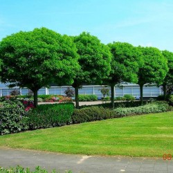 ROBINIA PSEUDOAC....