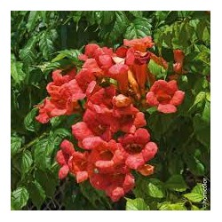 CAMPSIS RADICANS ( bignone)