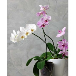 engrais orchidées liquide