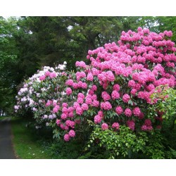 RHODODENDRONS