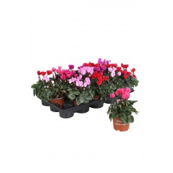 cyclamen mini