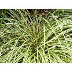 CAREX EVERGOLD