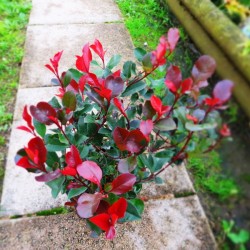 PHOTINIA LITTLE RED ROBIN