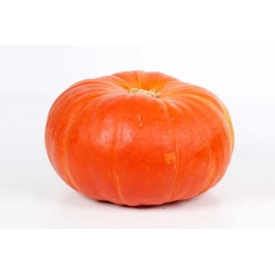 POTIRON ORANGE