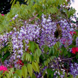 glycine Blue Moon bleu