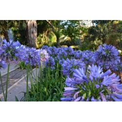 AGAPANTHE AFRICANUS BLEU