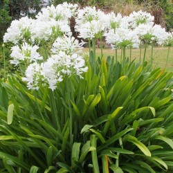 agapanthe africanus blanc