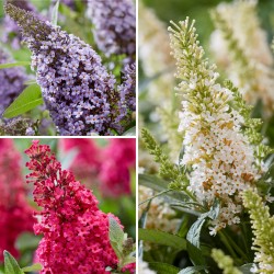 BUDDLEIA BUTTERFLY NAIN
