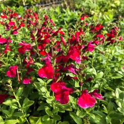 SALVIA GREGII MIRAGE CHERRY...