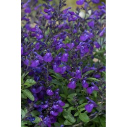 SALVIA GREGGII MIRAGE BLEU