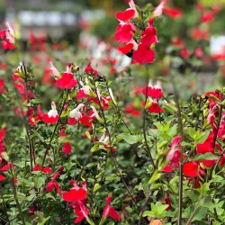 SALVIA MIRAGE GREGII