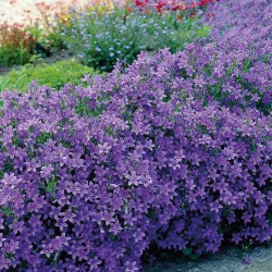 CAMPANULE MURALIS