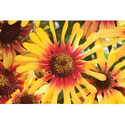 RUDBECKIA SUNSEEKERS...