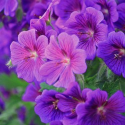 GERANIUM ROZANNE
