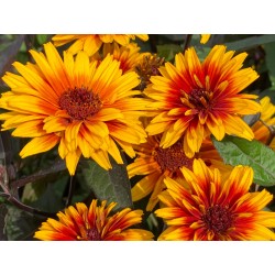 HELIOPSIS FUNKY SPINNER