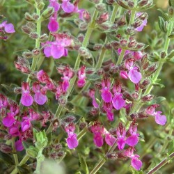 TEUCRIUM LUCIDRIS
