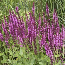 SALVIA NEMOROSA NOUVELLE...