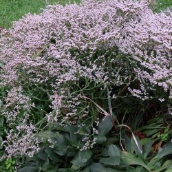 STATICE TATARICA  limonium...