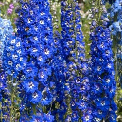DELPHINIUM PACIFIC BLUE BIRD