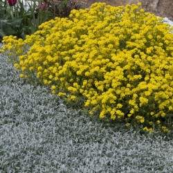 ALYSSUM SAXATILE (corbeille...