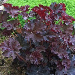 HEUCHERA MICRANTHA