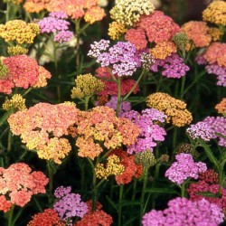 ACHILLEE MILLEFOLIUM SUMMER...
