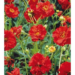 GEUM Mr BRADSHAW (benoite)