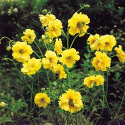 GEUM LADY STRATHEDEN
