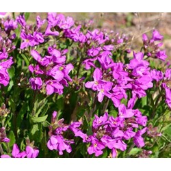 ARABIS BLEPHAROPHILLA