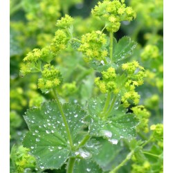 ALCHEMILLA MOLLIS