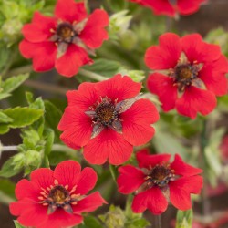 POTENTILLE GYPSON'S SCARLET
