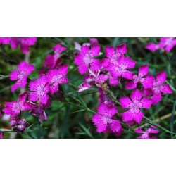 DIANTHUS DELTOIDES