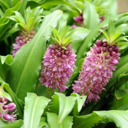 EUCOMIS COMOSA SAFARI