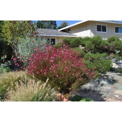 GAURA  LINDHEIMERI