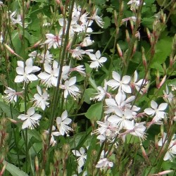 GAURA  LINDHEIMERI BLANCHE