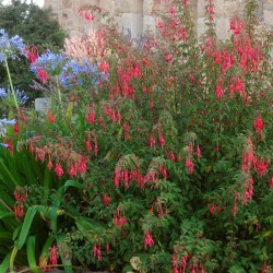 FUCHSIA RICCARTONII