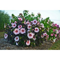 HIBISCUS MOSCHEUTOS PERFECT...