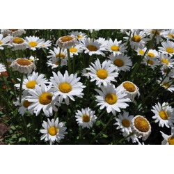 LEUCANTHEMUM SUPERBUM BECKY