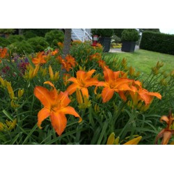 HEMMEROCALLIS PRIMAL SCREAM