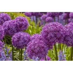 ALLIUM LITTLE SAPPHIRE
