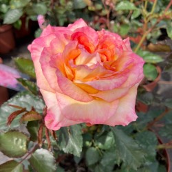 ROSIER ARBUSTIF FENIS