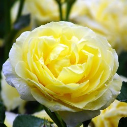 ROSIER FLORIBUNDA CASTLE...