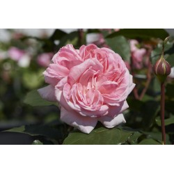 ROSIER RENAISSANCE MARLIS