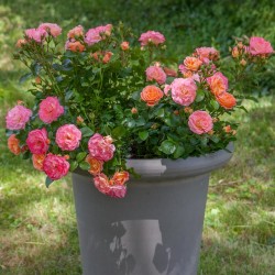 ROSIER ARBUSTE PEACH...